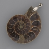 Pendente con ammonite 42×35 mm ±, lunghezza 52 mm ±, dimensioni assortite (per 1 pezzo)